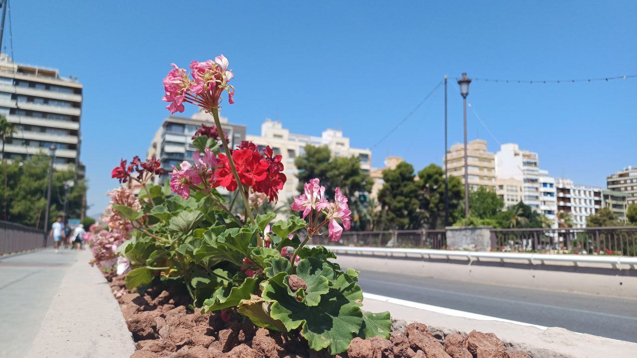 Puente de Altamira en Elche