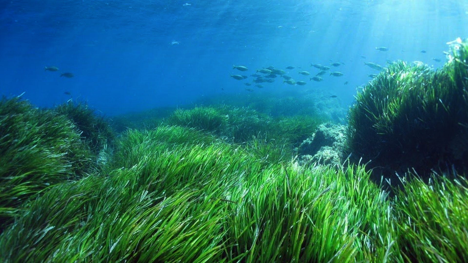 praderas de posidonia en Elche