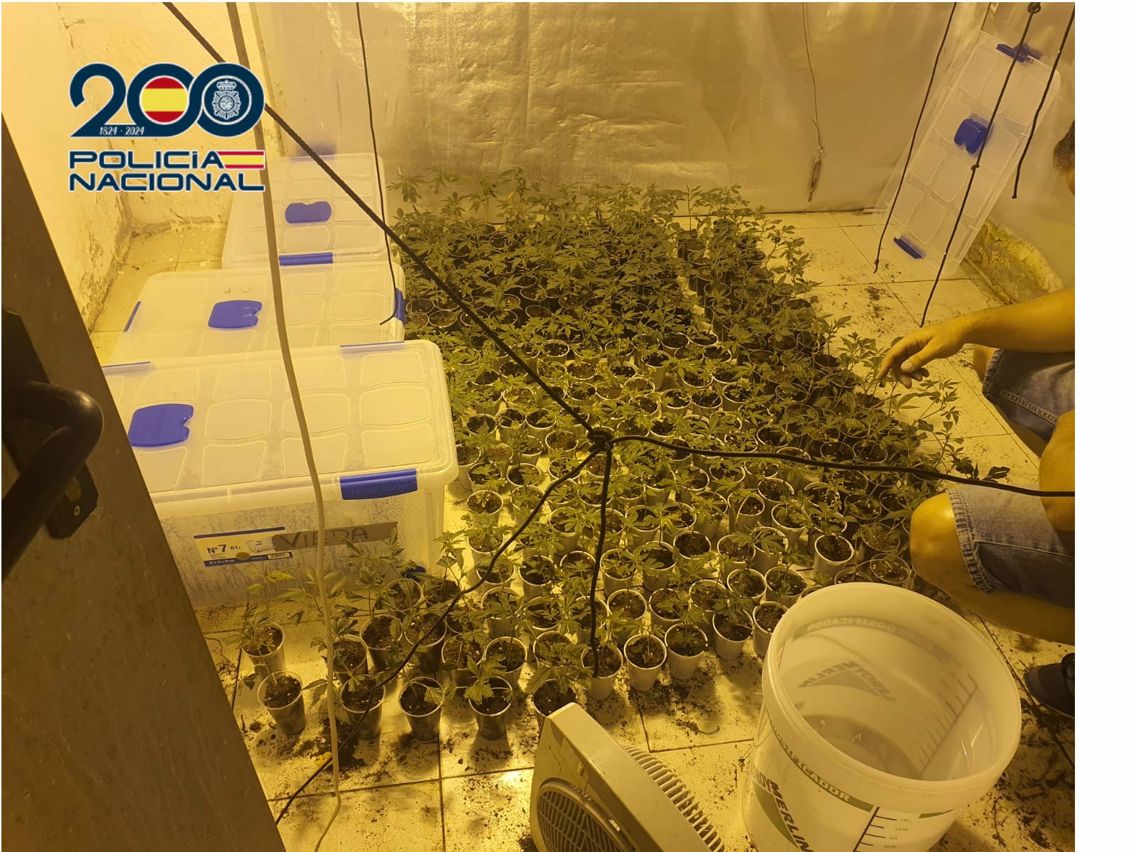 desmantelamiento de plantación de marihuana en Elche