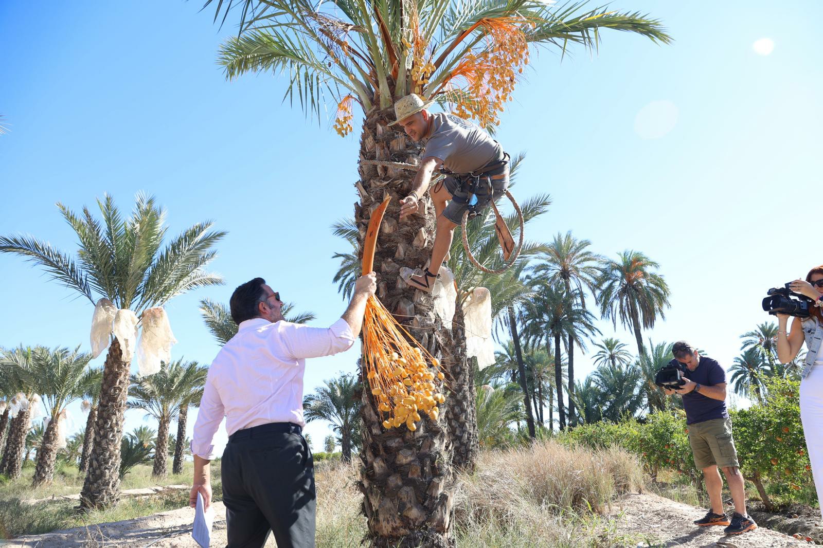 Mejora del dátil de Elche con agua regenerada