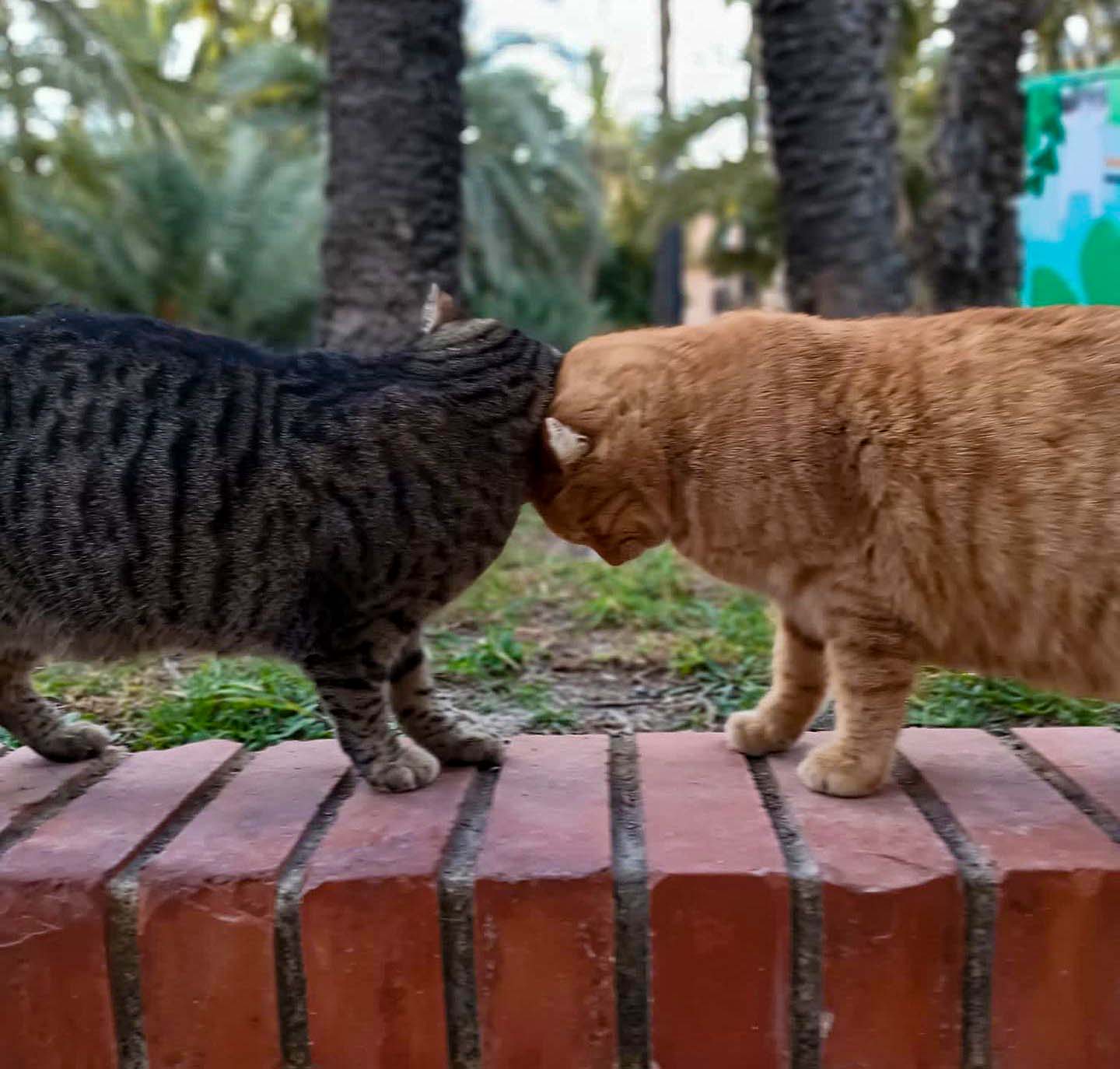 Juicio por asesinato de gatos en Elche