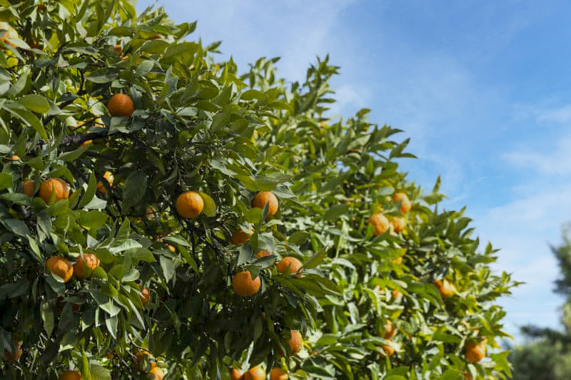 Naranjas Asaja