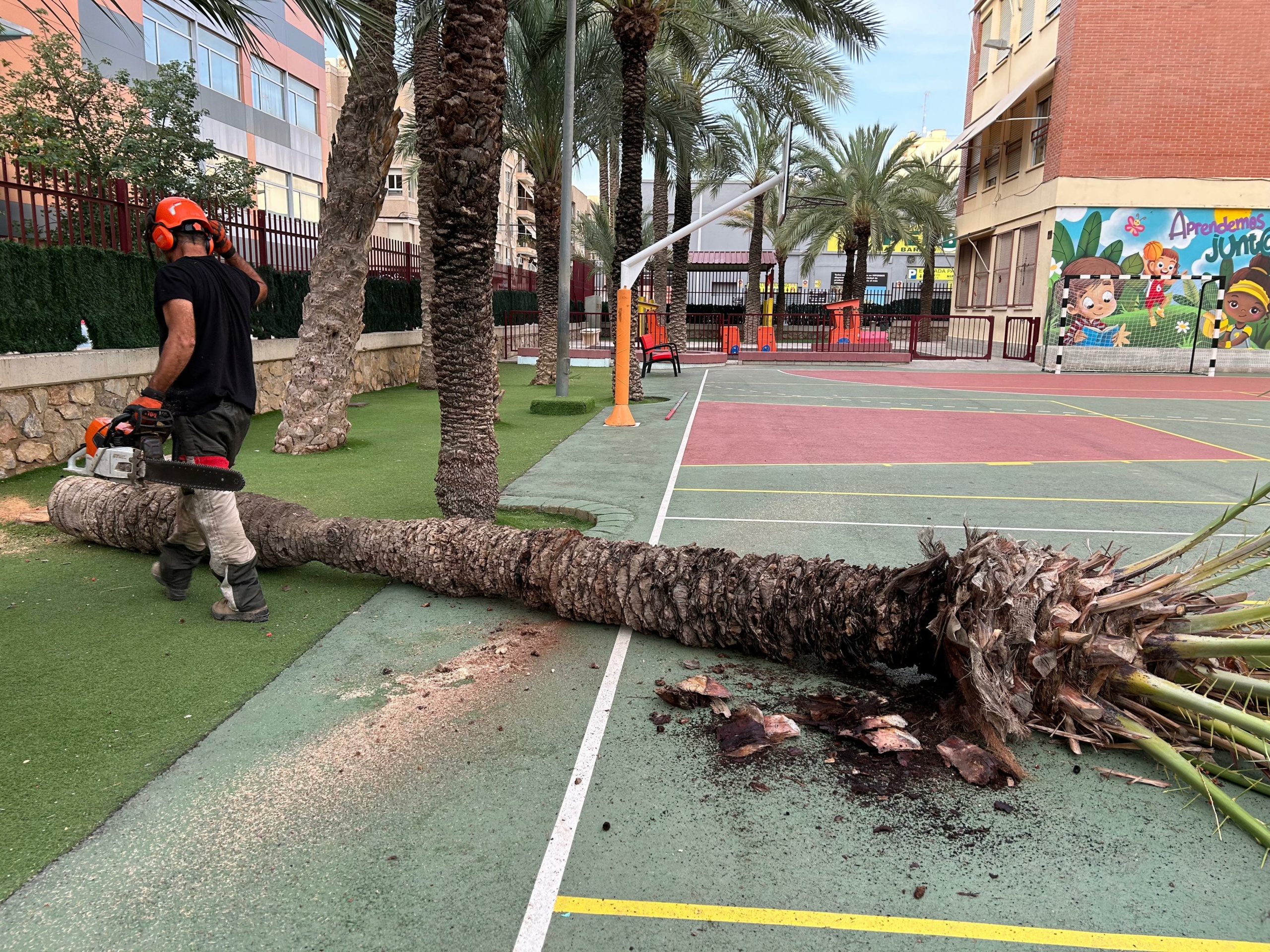 Retirada de árboles en mal estado en centros educativos de Elche