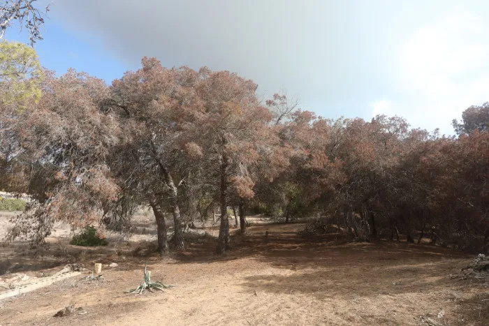 Pinos muertos durante la primavera-verano de 2024 que todavía conservan las acículas secas en sus copas. Guardamar. (S. Arroyo)