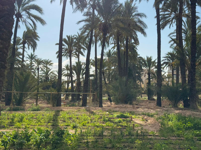 Huerto urbano de Travalón en Elche