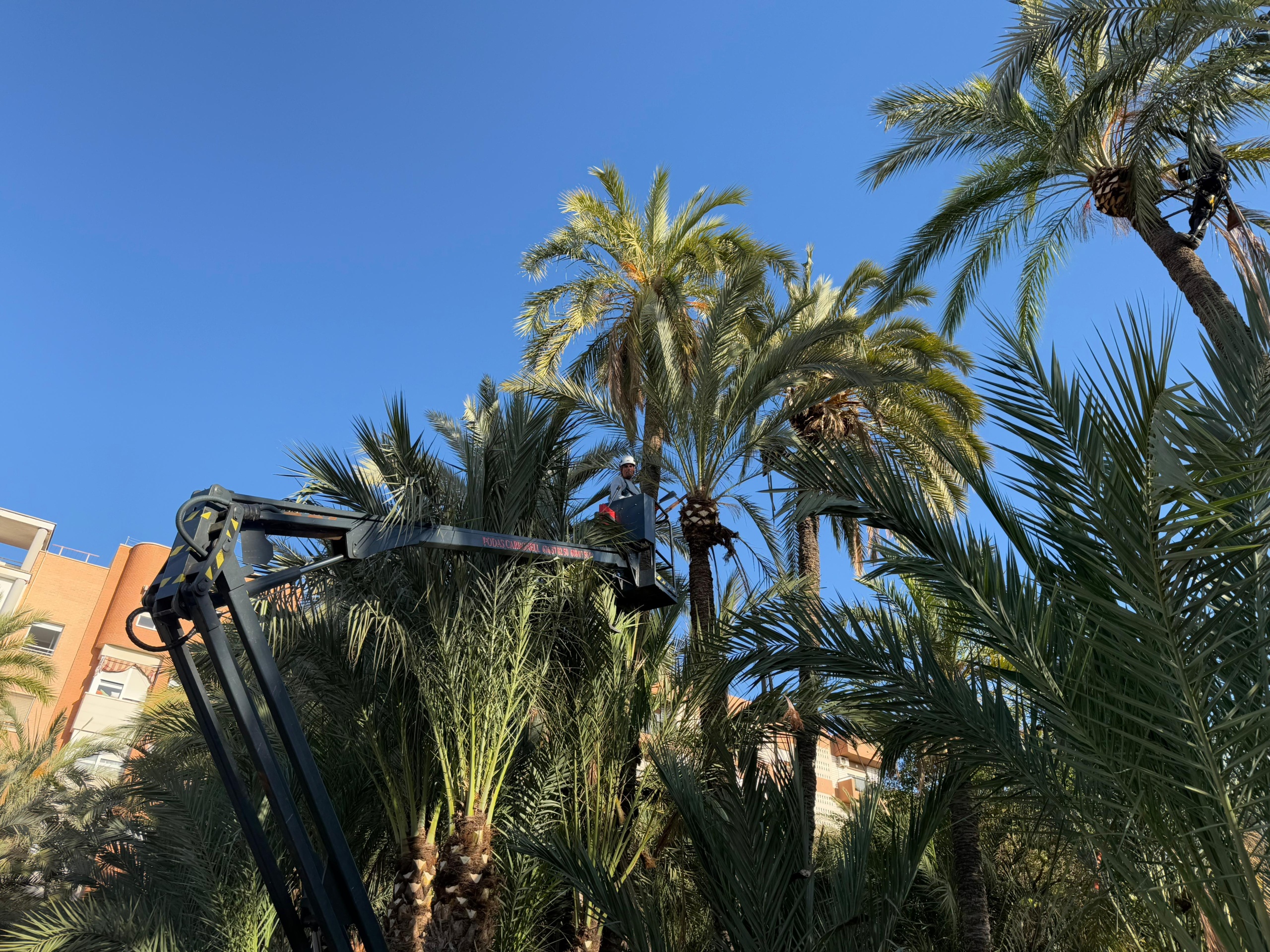 poda de palmeras en huertos ajardinados de Elche