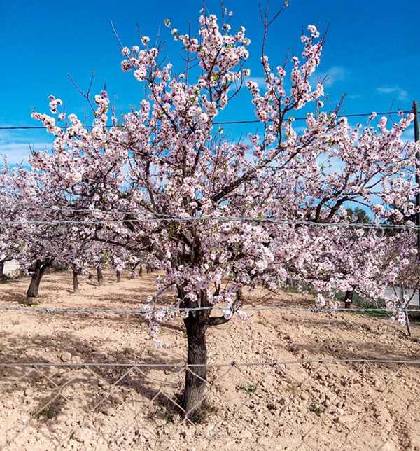 floración almendros Elche